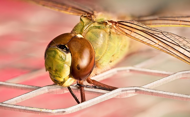 dragonfly, insect, entomology