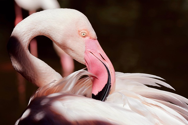 flamingo, bird, wildlife