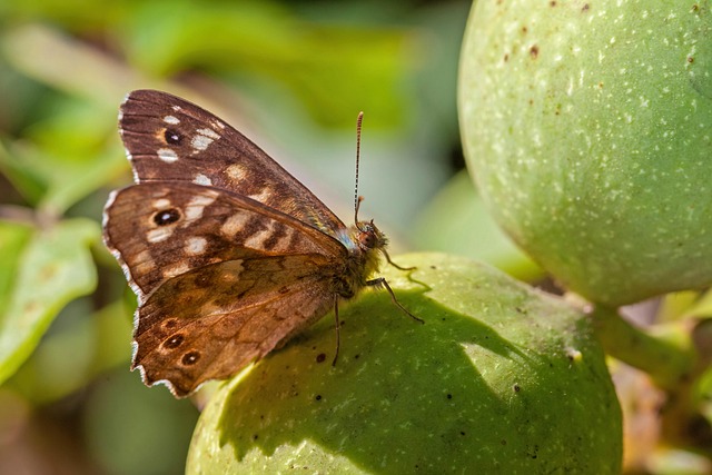 butterfly, insect, wings
