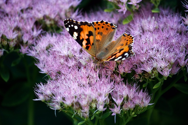 butterfly, close up, nature