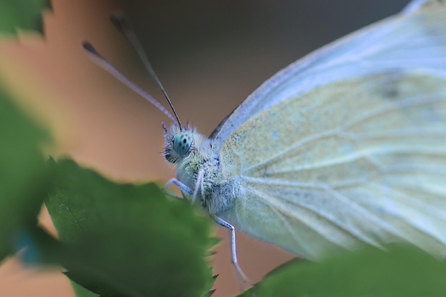 butterfly, insect, wings