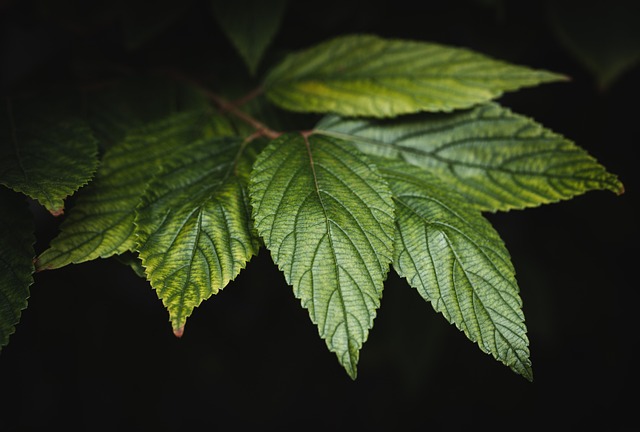leaves, green, plant