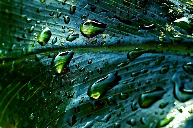 rainwater, leaf, droplets