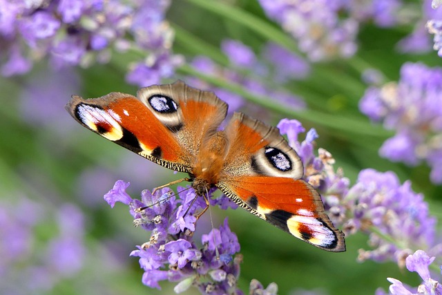 peacock butterfly, butterfly, close up